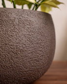 Struttura Balloon Bowl Low | Wide Profile, Dia. 30–55 cm - Acacia Garden Center