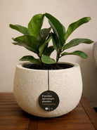 Struttura Balloon Bowl Low | Wide Profile, Dia. 30–55 cm - Acacia Garden Center