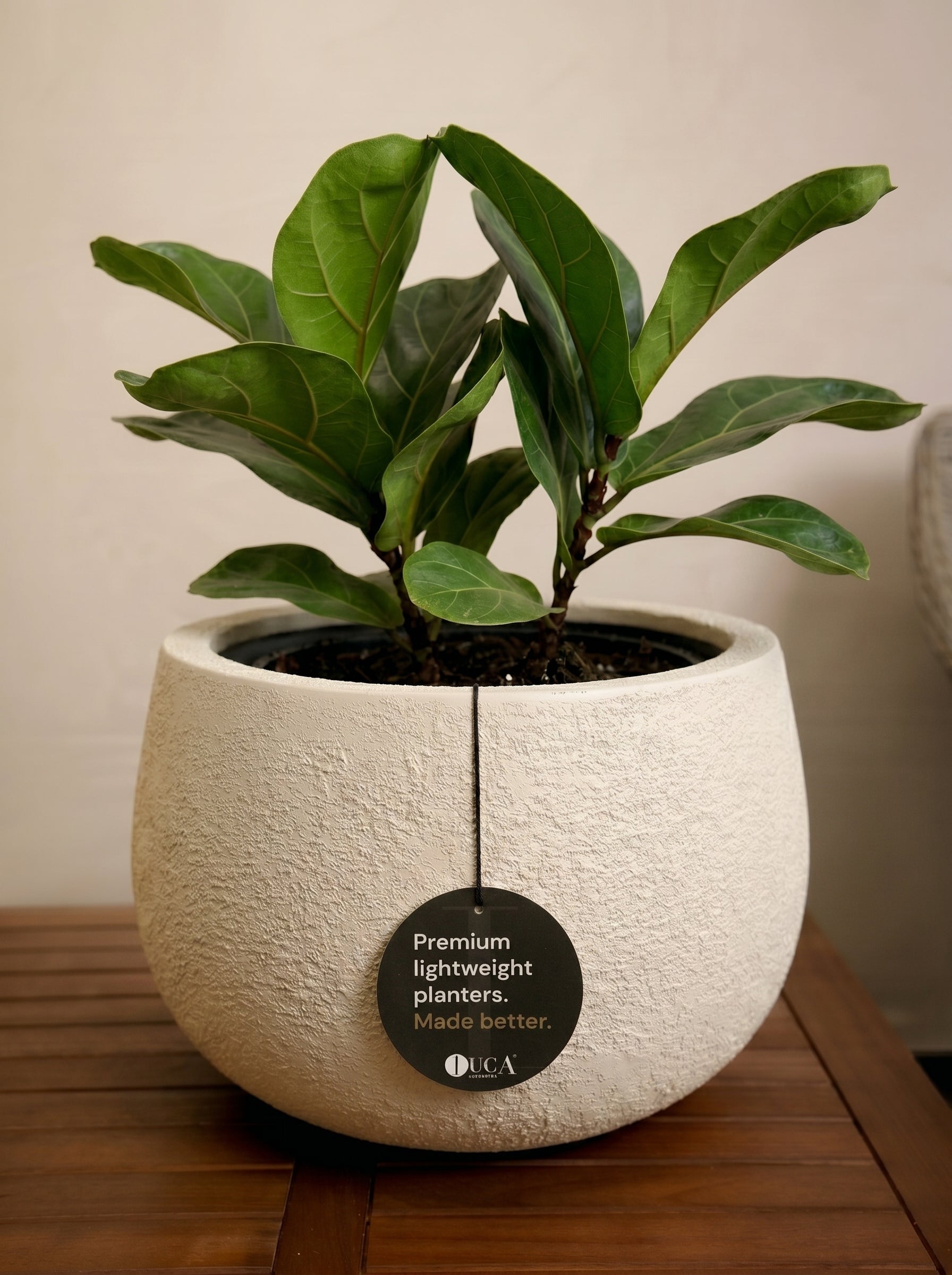 Struttura Balloon Bowl Low | Wide Profile, Dia. 30–55 cm - Acacia Garden Center