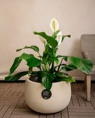 Struttura Balloon Bowl Low | Wide Profile, Dia. 30–55 cm - Acacia Garden Center