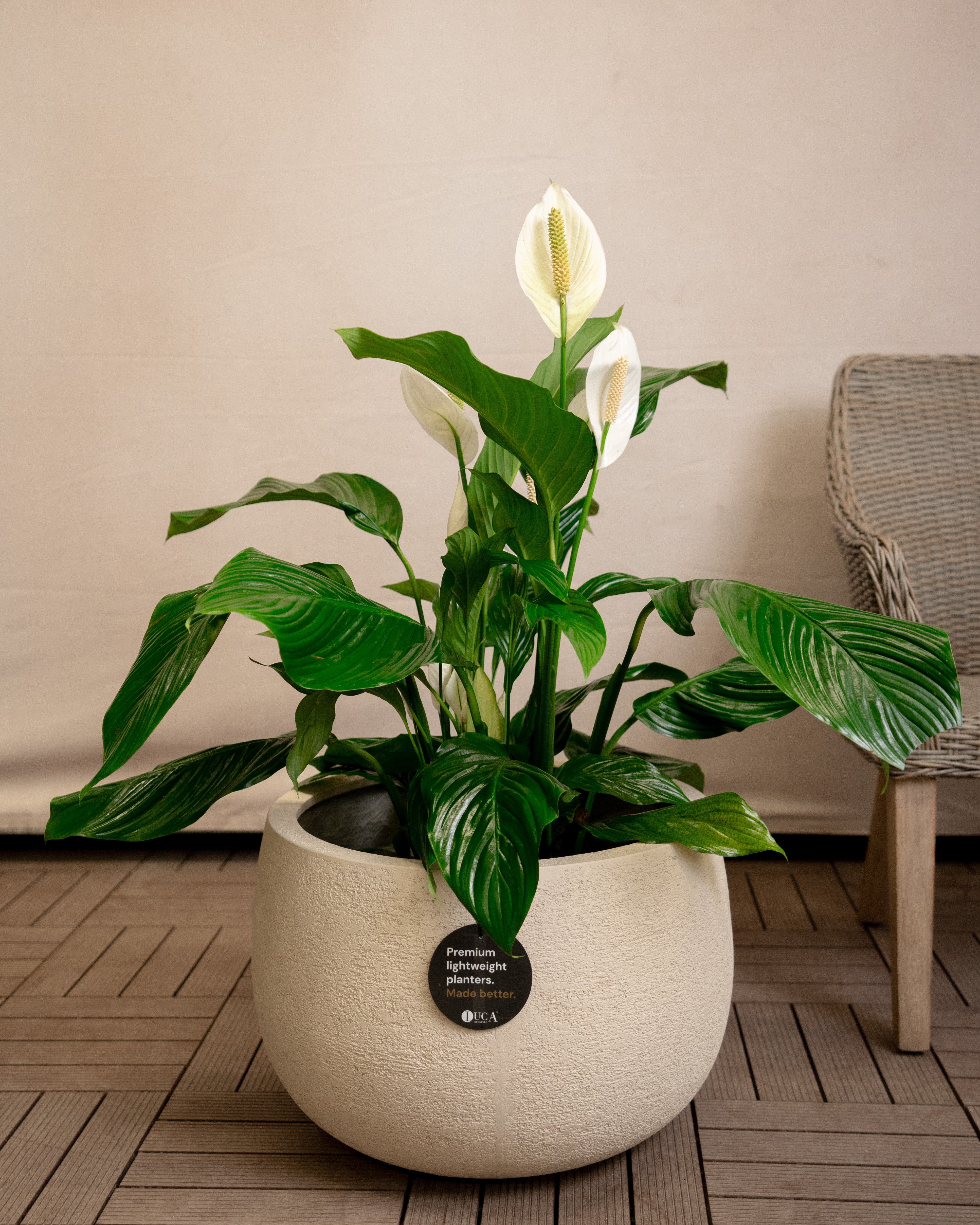 Struttura Balloon Bowl Low | Wide Profile, Dia. 30–55 cm - Acacia Garden Center