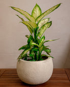 Struttura Balloon Bowl Low | Wide Profile, Dia. 30–55 cm - Acacia Garden Center