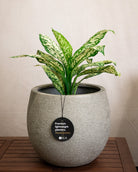 Struttura Balloon Bowl Planter | Rounded Pot, Dia. 30–55 cm - Acacia Garden Center