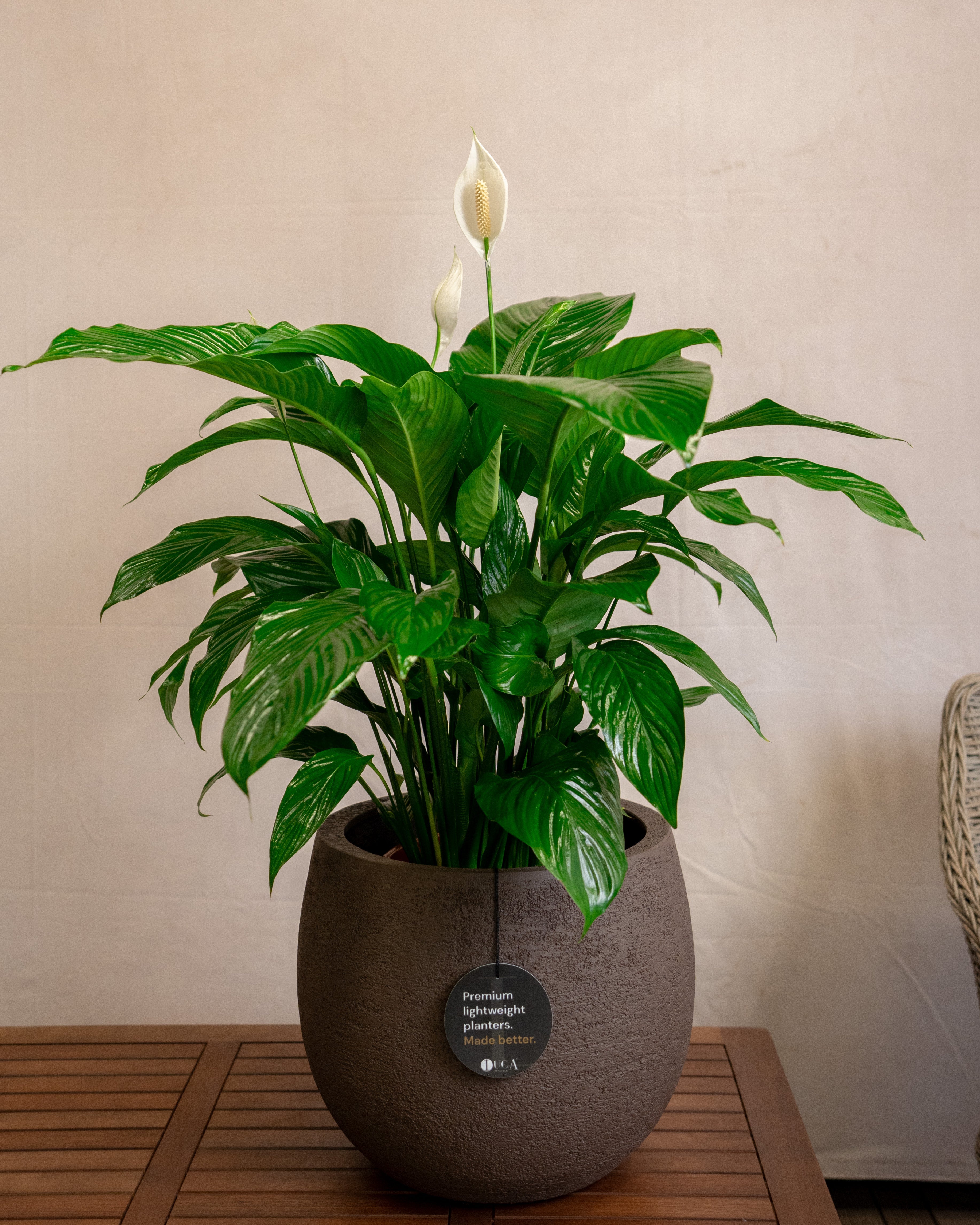 Struttura Balloon Bowl Planter | Rounded Pot, Dia. 30–55 cm - Acacia Garden Center