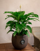 Struttura Balloon Bowl Planter | Rounded Pot, Dia. 30–55 cm - Acacia Garden Center