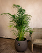 Struttura Balloon Bowl Planter | Rounded Pot, Dia. 30–55 cm - Acacia Garden Center