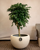 Struttura Balloon Bowl Planter | Rounded Pot, Dia. 30–55 cm - Acacia Garden Center
