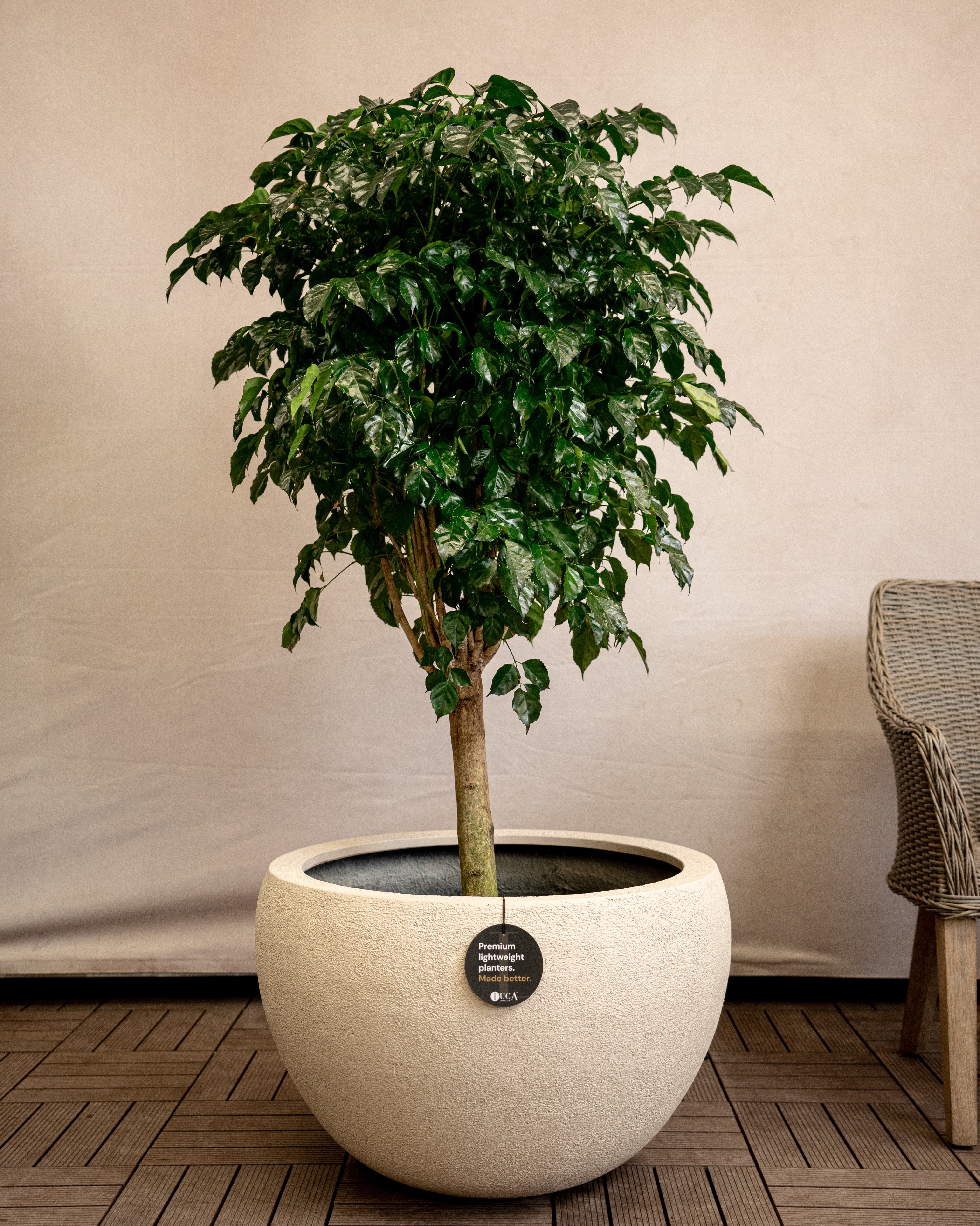 Struttura Balloon Bowl Planter | Rounded Pot, Dia. 30–55 cm - Acacia Garden Center