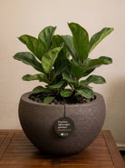 Struttura Elena Bowl | Sculptural Wide Bowl, Dia. 50–120 cm - Acacia Garden Center