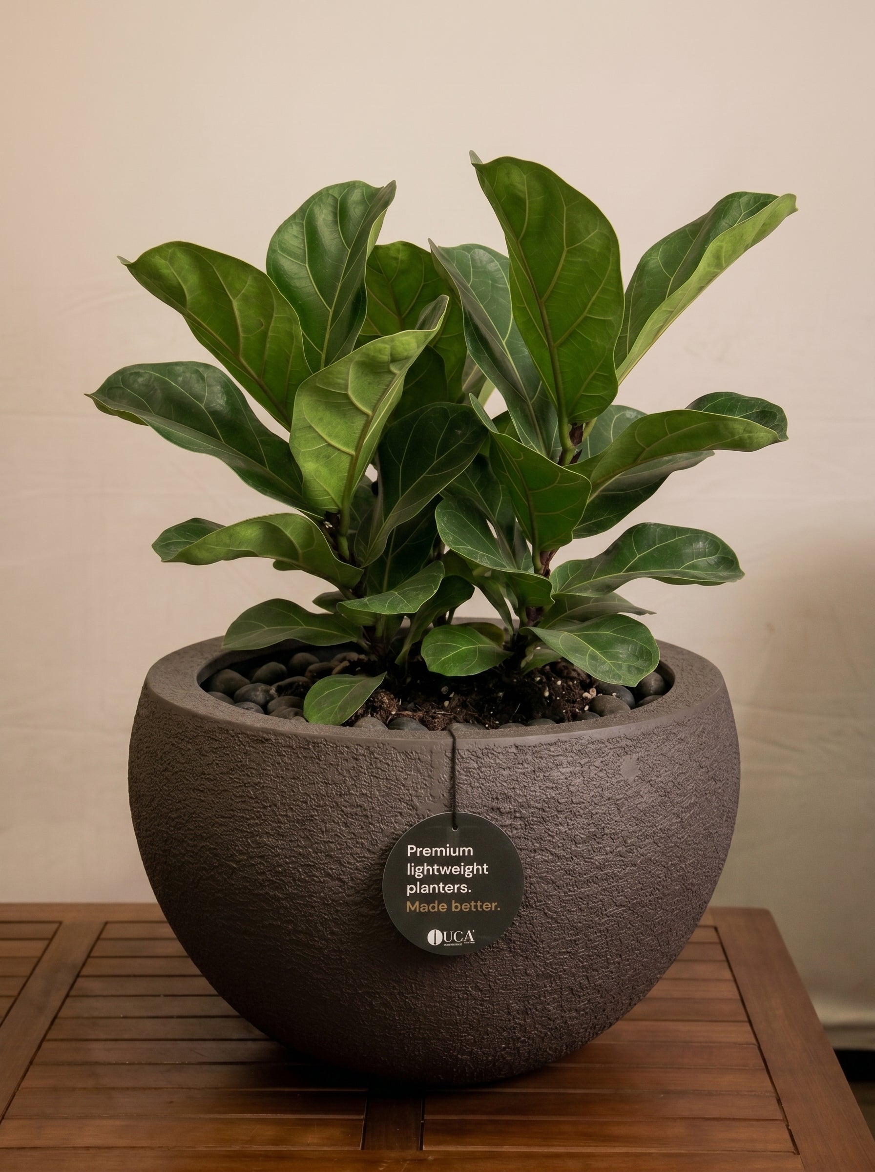 Struttura Elena Bowl | Sculptural Wide Bowl, Dia. 50–120 cm - Acacia Garden Center