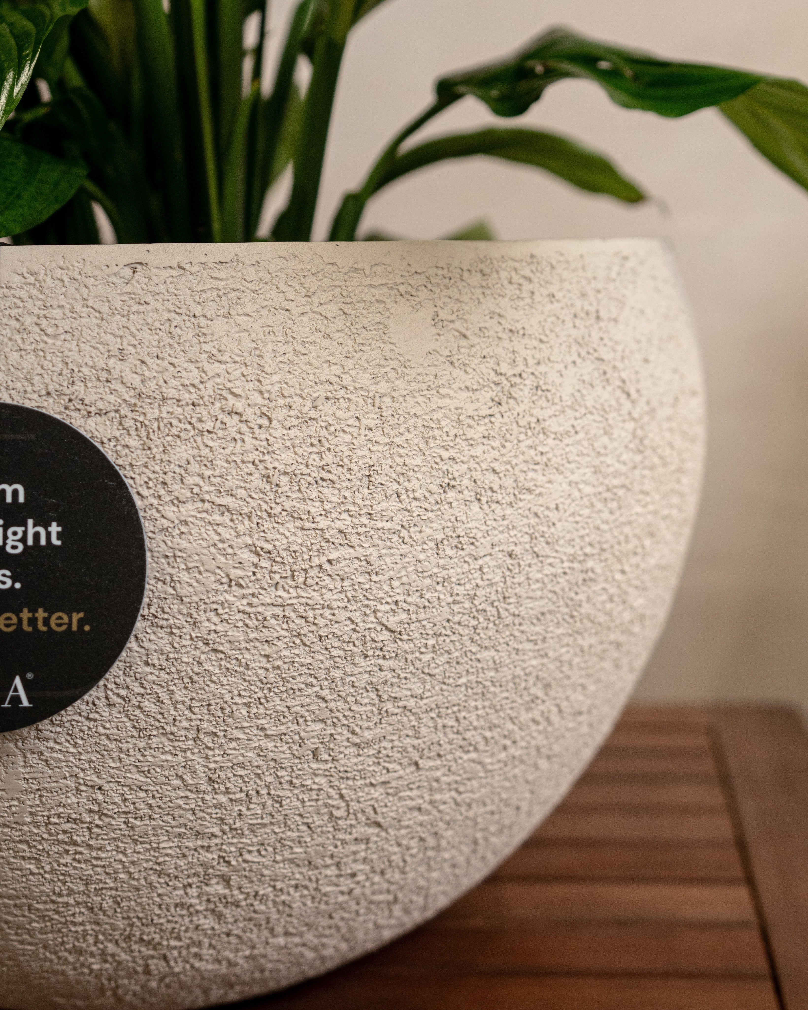 Struttura Elena Bowl | Sculptural Wide Bowl, Dia. 50–120 cm - Acacia Garden Center