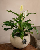 Struttura Elena Bowl | Sculptural Wide Bowl, Dia. 50–120 cm - Acacia Garden Center
