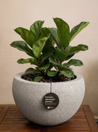 Struttura Elena Bowl | Sculptural Wide Bowl, Dia. 50–120 cm - Acacia Garden Center