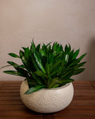 Struttura Low Balloon - Acacia Garden Center