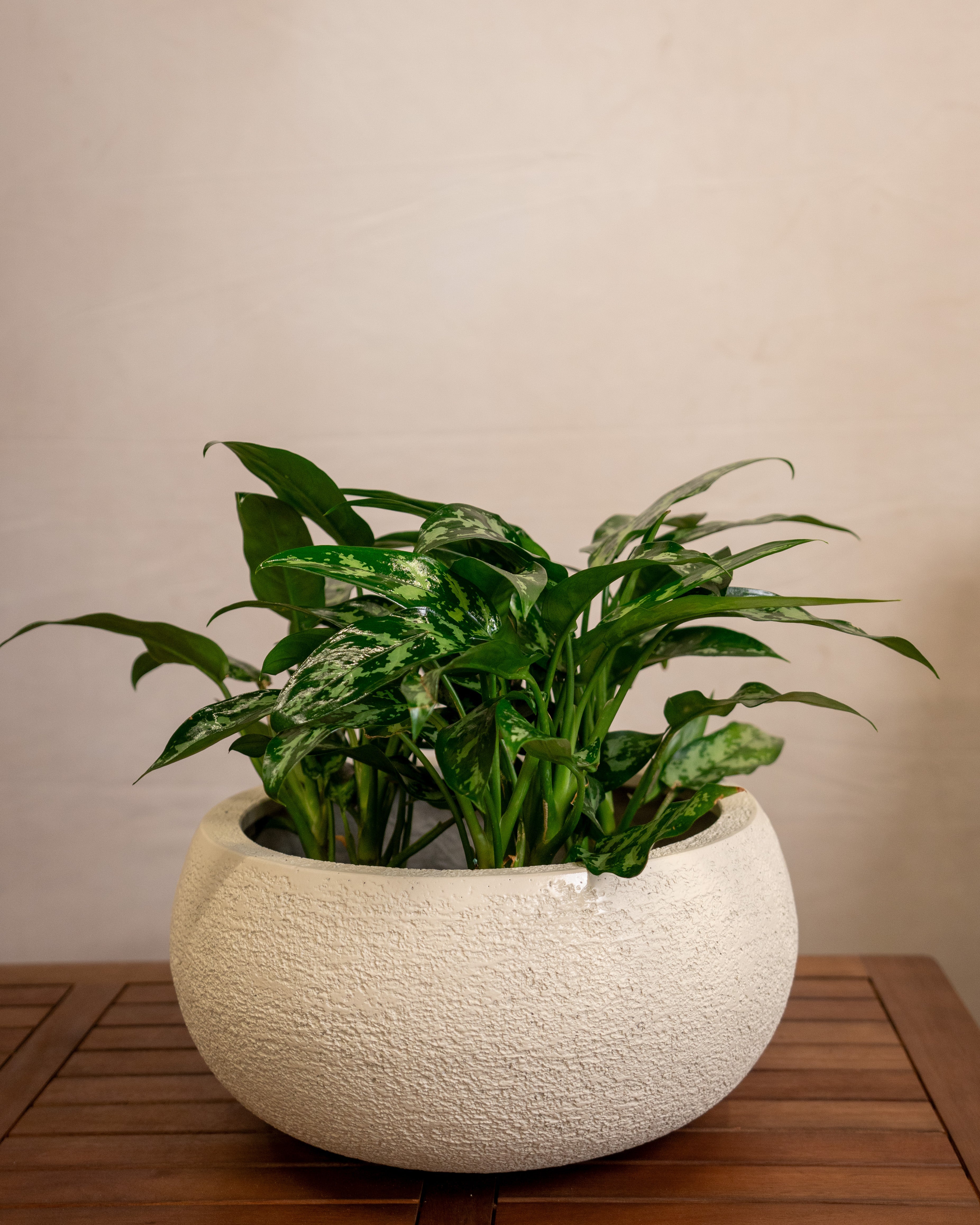 Struttura Low Balloon - Acacia Garden Center