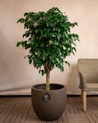 Struttura New Egg Pot | Classic Egg Shape, Dia. 36–65 cm - Acacia Garden Center