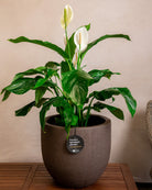 Struttura New Egg Pot | Classic Egg Shape, Dia. 36–65 cm - Acacia Garden Center