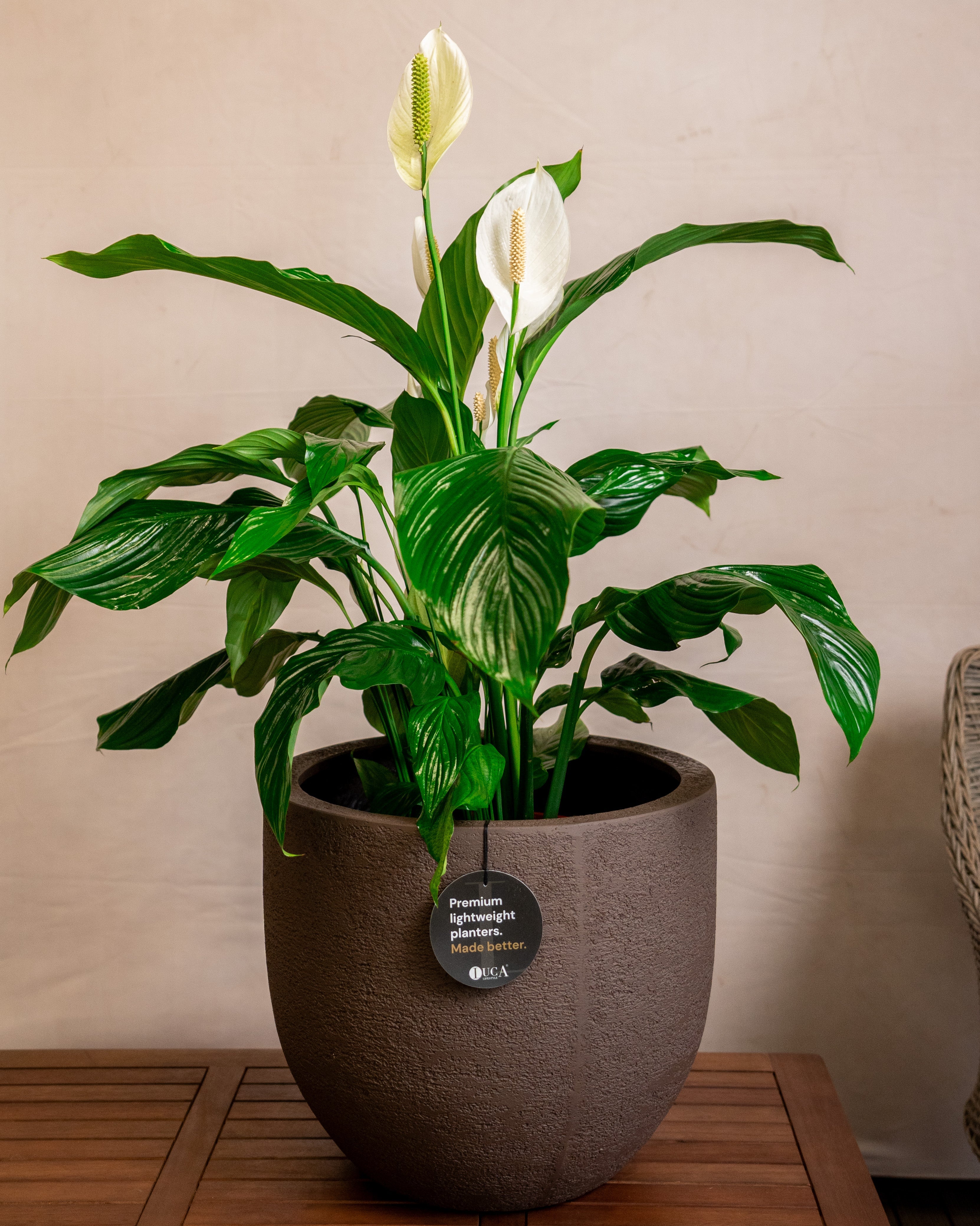 Struttura New Egg Pot | Classic Egg Shape, Dia. 36–65 cm - Acacia Garden Center