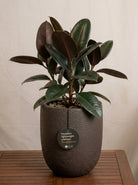 Struttura Tall Egg Pot | Elongated Egg Shape, 30–88 cm - Acacia Garden Center