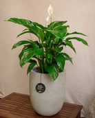 Struttura Tall Egg Pot | Elongated Egg Shape, 30–88 cm - Acacia Garden Center
