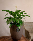 Struttura Tall Egg Pot | Elongated Egg Shape, 30–88 cm - Acacia Garden Center