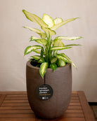 Struttura Tall Egg Pot | Elongated Egg Shape, 30–88 cm - Acacia Garden Center