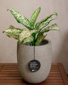 Struttura Tall Egg Pot | Elongated Egg Shape, 30–88 cm - Acacia Garden Center
