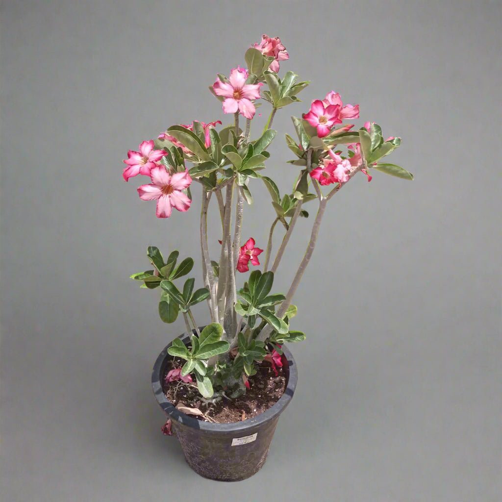 Succulent Adenium Obesum (Desert Rose) - Acacia Garden Center