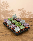 Succulent Bundle — Mixed Echeveria (Echeveria sp.) | 5.5–8.5 cm - Acacia Garden Center