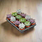 Succulent Bundle — Mixed Echeveria (Echeveria sp.) | 5.5–8.5 cm - Acacia Garden Center