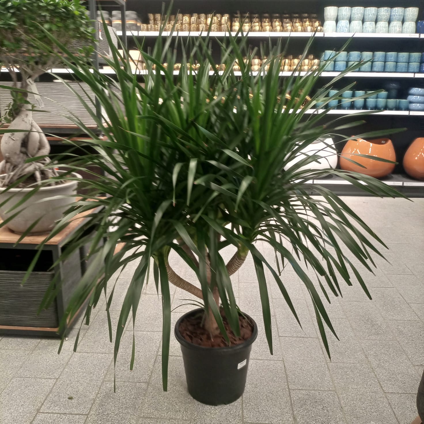 Succulent Dracaena Draco (Yucca | Dragon tree) | Multi - Stem - Acacia Garden Center