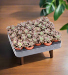 Succulent Echeveria Bordeaux Hard | 10 - 12cm - Acacia Garden Center