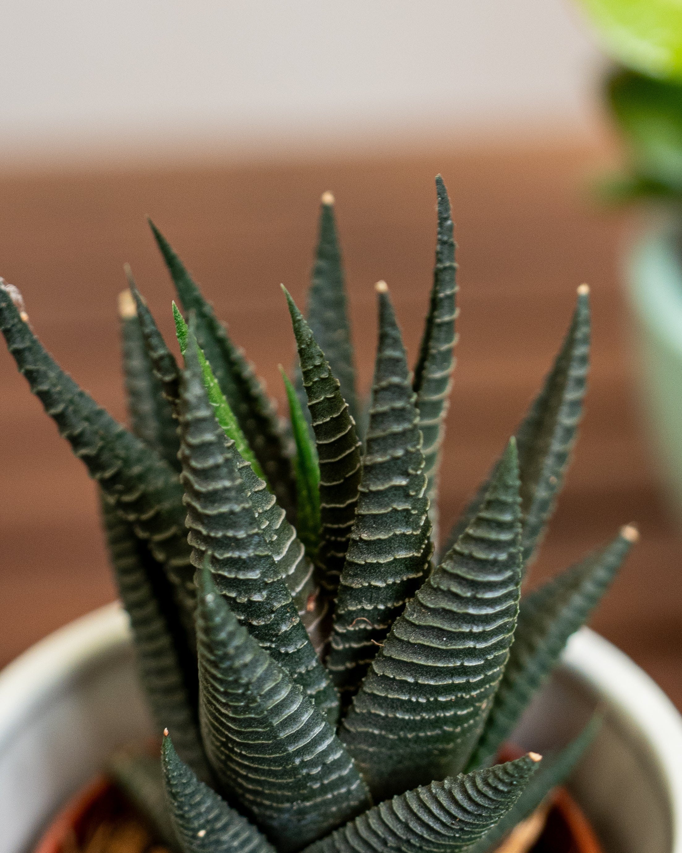 Succulent Set - Acacia Garden Center