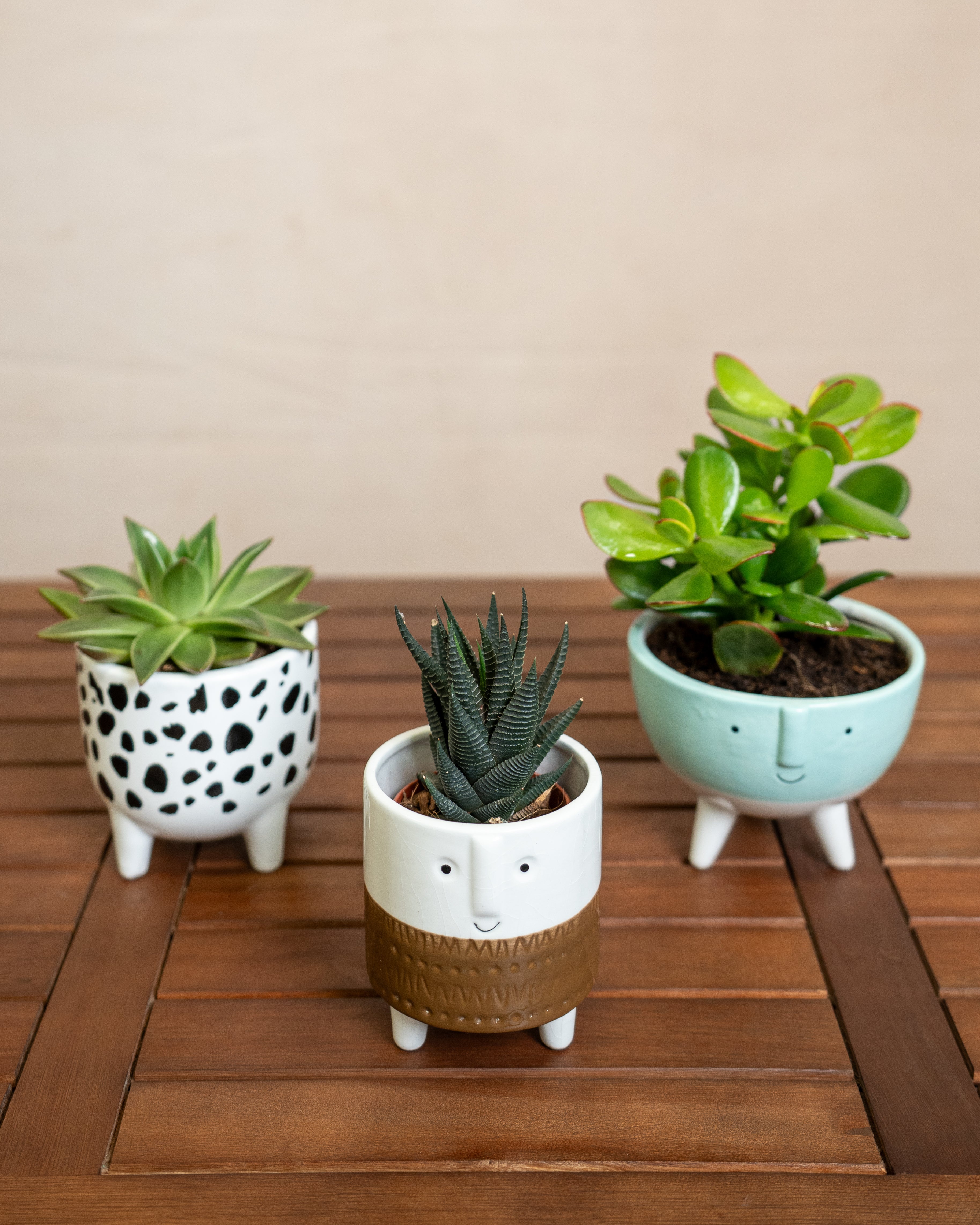 Succulent Set - Acacia Garden Center