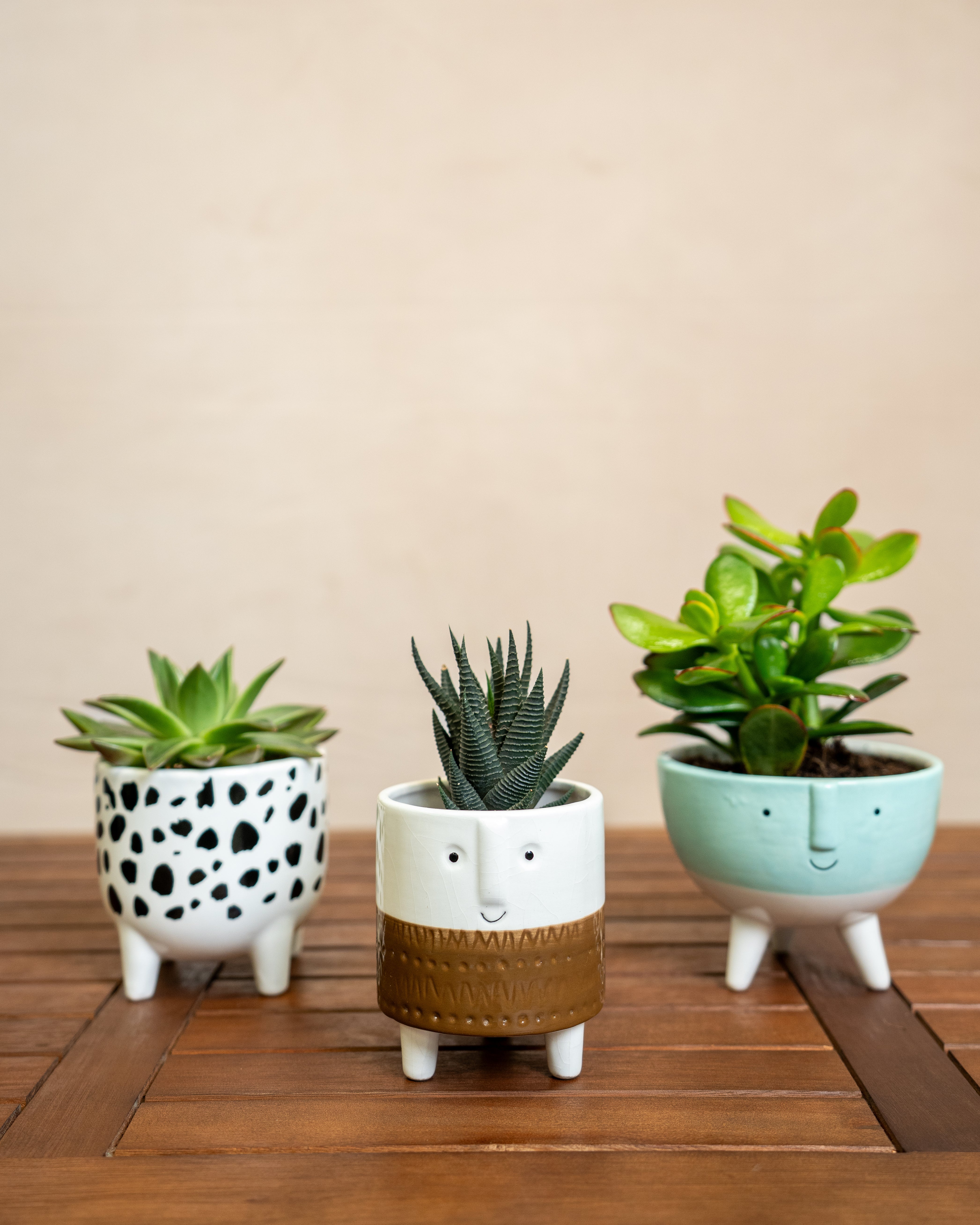 Succulent Set - Acacia Garden Center