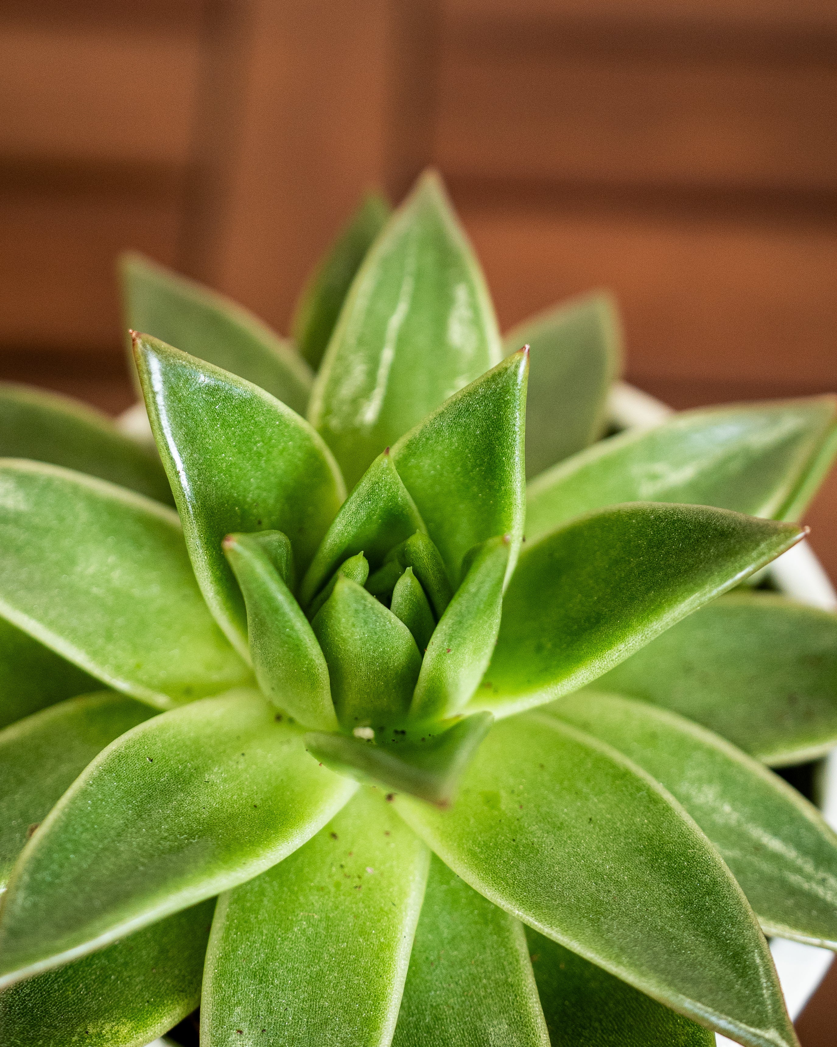 Succulent Set - Acacia Garden Center