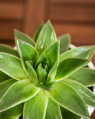 Succulent Set - Acacia Garden Center
