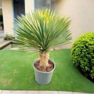 Succulent Yucca Rostrata | 60 - 80cm - Acacia Garden Center