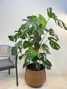 Swiss Cheese Plant (Monstera deliciosa) | Moss Stick, 1.2–1.4 m - Acacia Garden Center