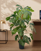 Swiss Cheese Plant (Monstera deliciosa) | Moss Stick, 1.2–1.4 m - Acacia Garden Center