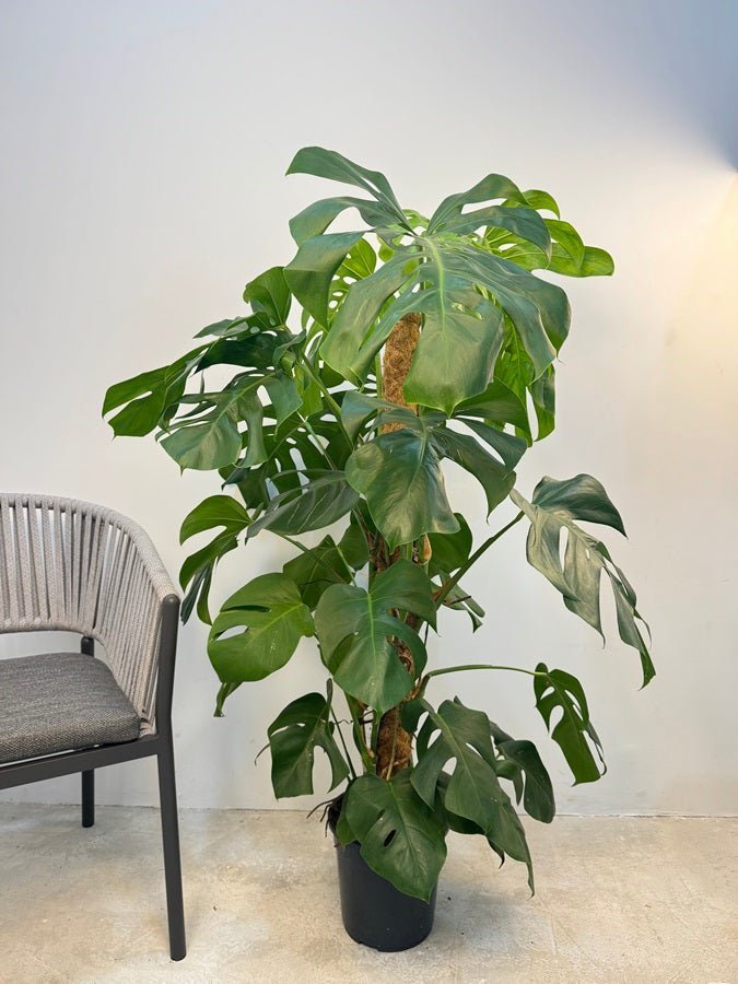 Swiss Cheese Plant (Monstera deliciosa) | Moss Stick, 1.2–1.4 m - Acacia Garden Center