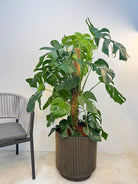 Swiss Cheese Plant (Monstera deliciosa) | Moss Stick, 1.2–1.4 m - Acacia Garden Center