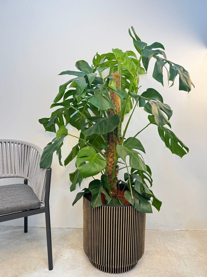 Swiss Cheese Plant (Monstera deliciosa) | Moss Stick, 1.2–1.4 m - Acacia Garden Center
