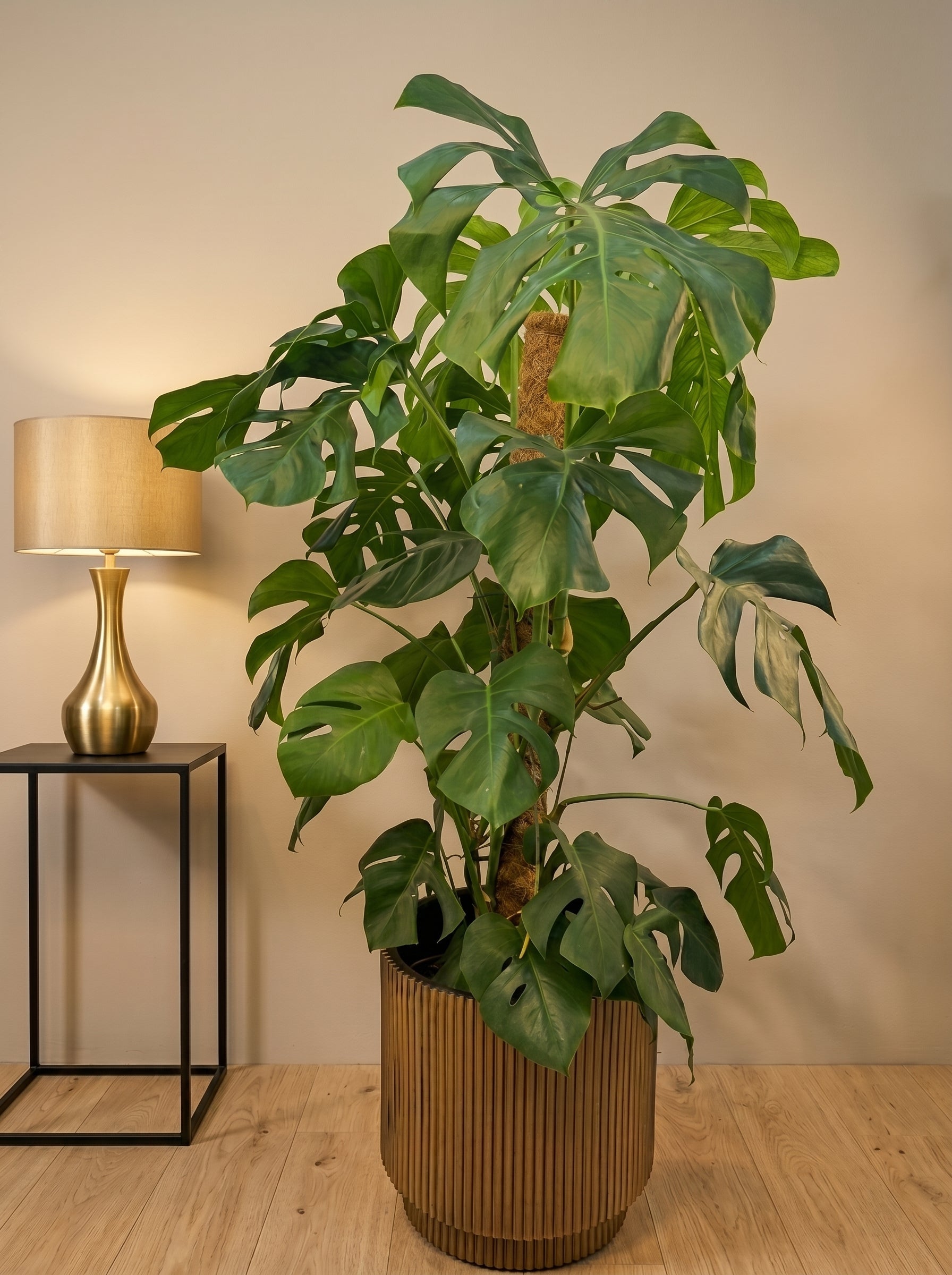 Swiss Cheese Plant (Monstera deliciosa) | Moss Stick, 1.2–1.4 m - Acacia Garden Center