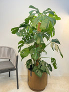 Swiss Cheese Plant (Monstera deliciosa) | Moss Stick, 1.2–1.4 m - Acacia Garden Center