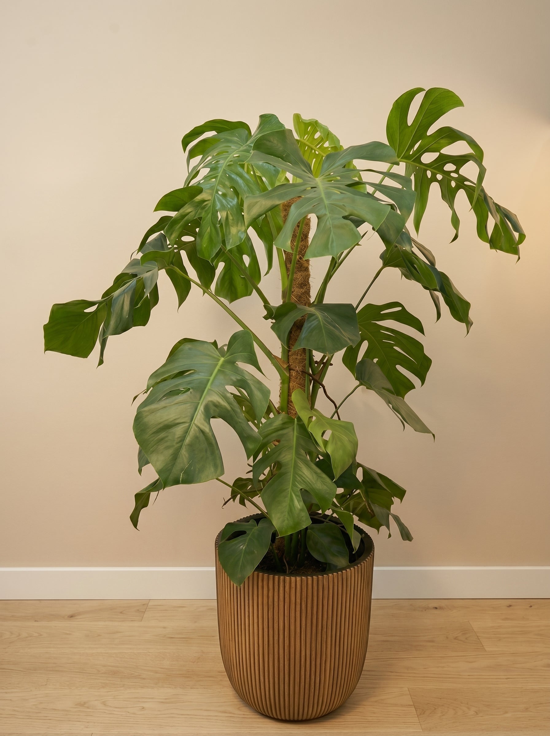 Swiss Cheese Plant (Monstera deliciosa) | Moss Stick, 1.2–1.4 m - Acacia Garden Center