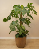 Swiss Cheese Plant (Monstera deliciosa) | Moss Stick, 1.2–1.4 m - Acacia Garden Center