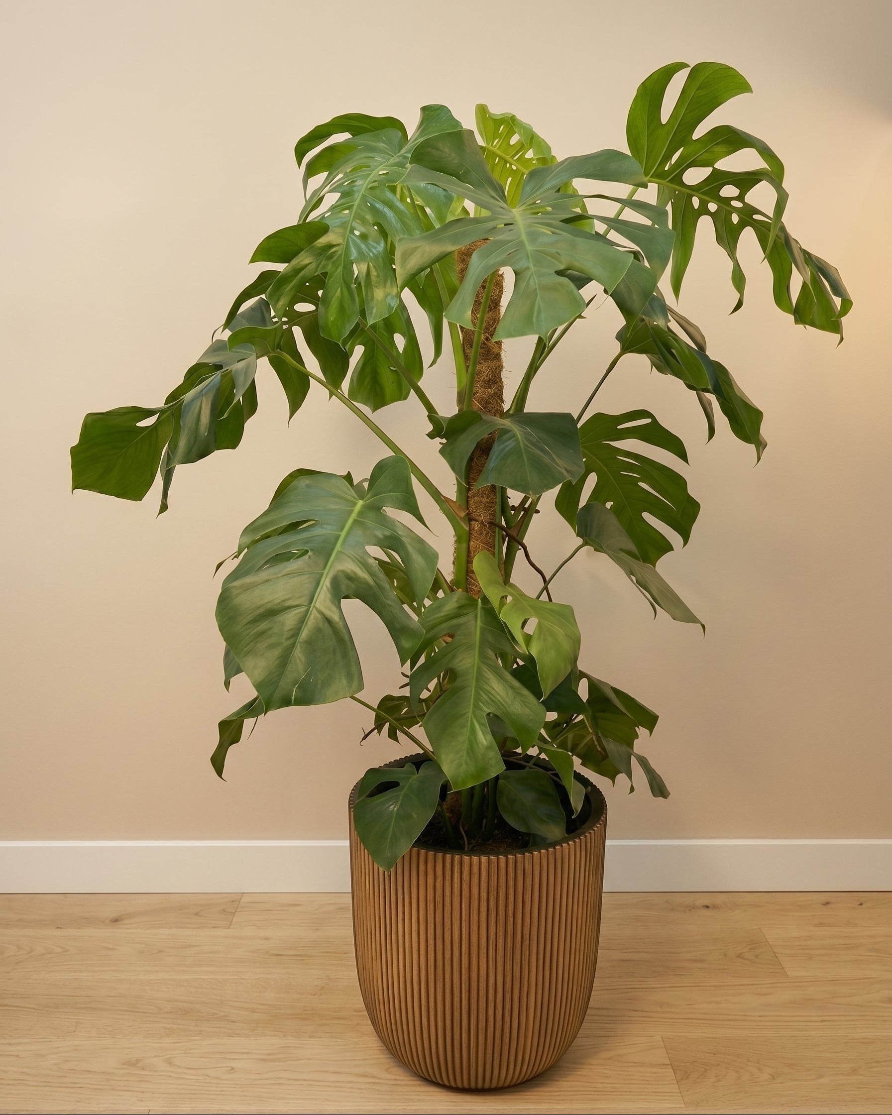 Swiss Cheese Plant (Monstera deliciosa) | Moss Stick, 1.2–1.4 m - Acacia Garden Center