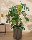 Swiss Cheese Plant (Monstera deliciosa) | Moss Stick, 1.2–1.4 m - Acacia Garden Center