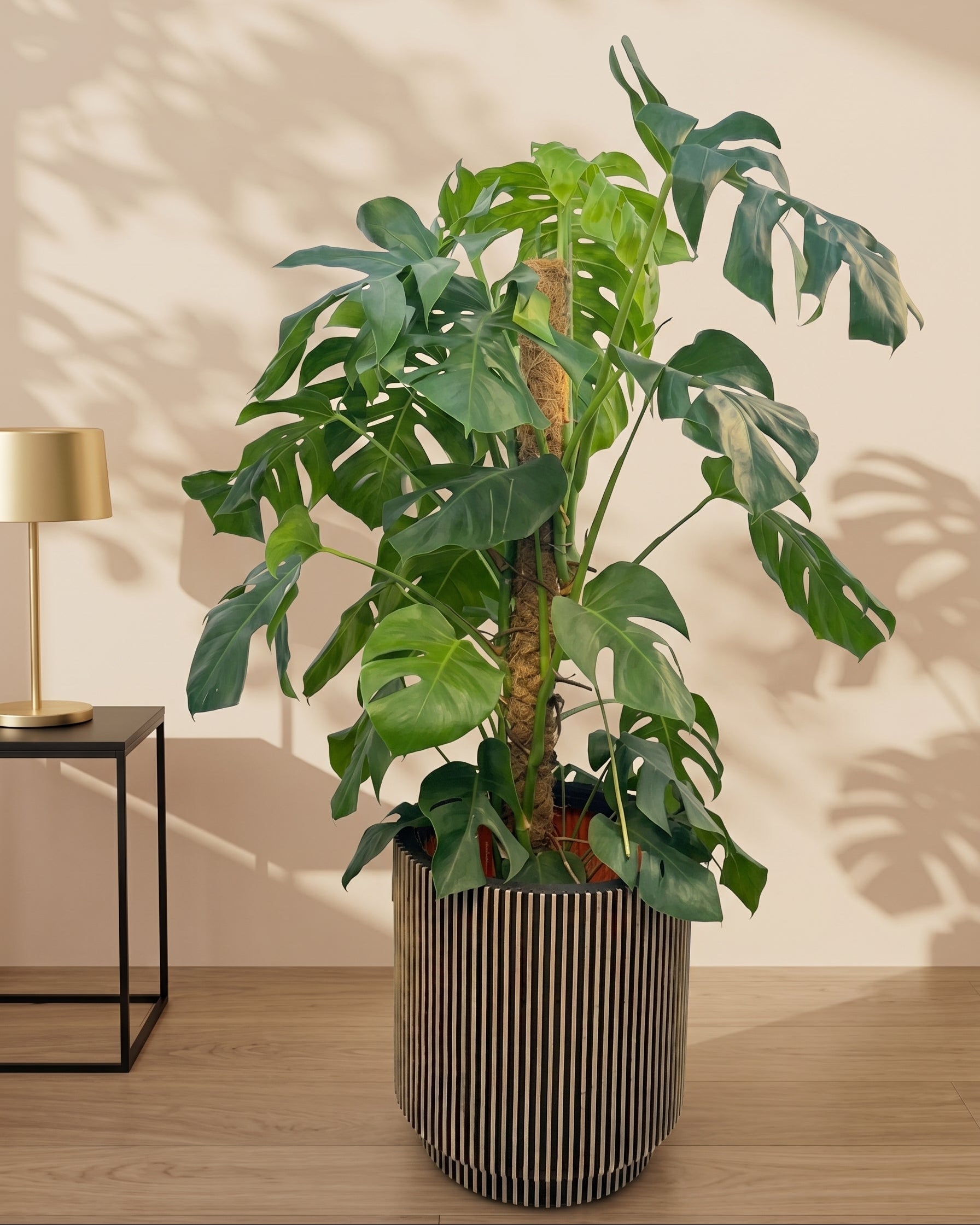 Swiss Cheese Plant (Monstera deliciosa) | Moss Stick, 1.2–1.4 m - Acacia Garden Center